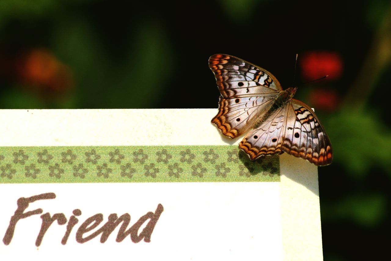 CLOSE-UP OF BUTTERFLY ON THE FLOWER