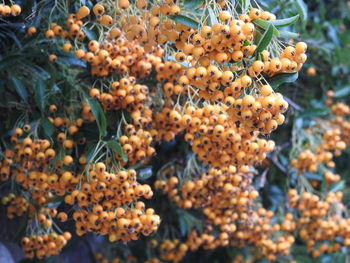 Close-up of fruits growing on tree