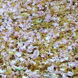 Full frame shot of flowers