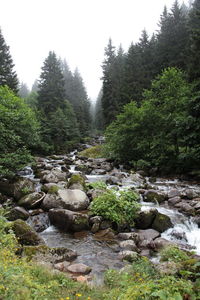 Stream flowing through rocks in forest