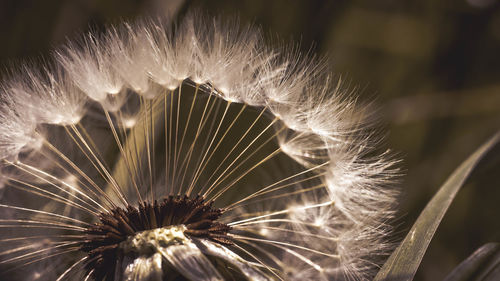 Close-up of dandelion