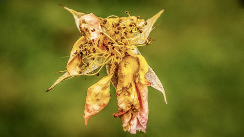 Close-up of wilted flower plant