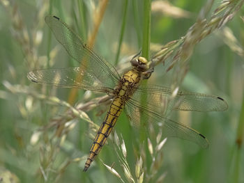 dragonflies and damseflies