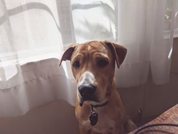 Close-up portrait of dog at home