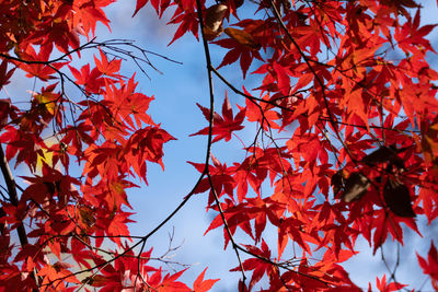 Low angle view of maple leaves on tree