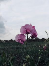 Close-up of pink rose flower on field against sky