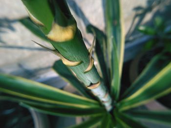 Close-up of green leaf on plant