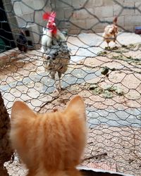 Close-up of rooster