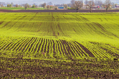 Scenic view of agricultural field