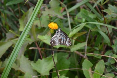 Close-up of butterfly pollinating on flower