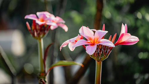 Close-up of pink flowering plant