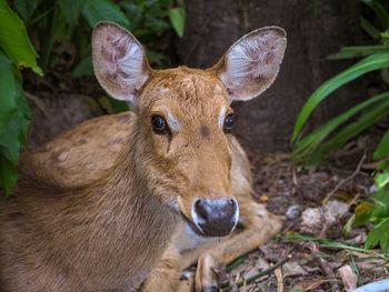 Portrait of deer