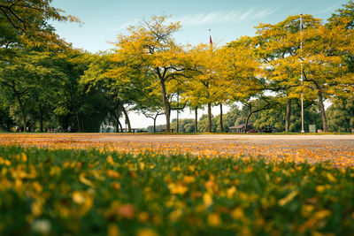 Close-up of yellow flowering plants on field