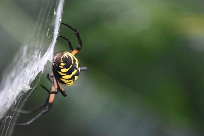 Close-up of spider on web