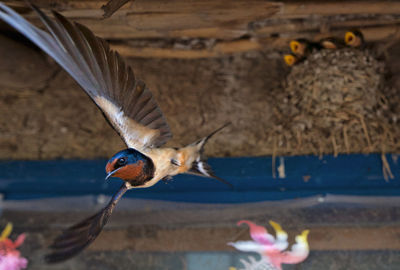 Close-up of bird flying