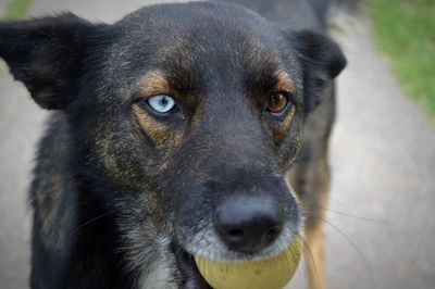 Portrait of a dog