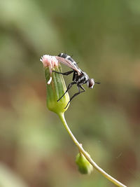 Close-up of insect on leaf