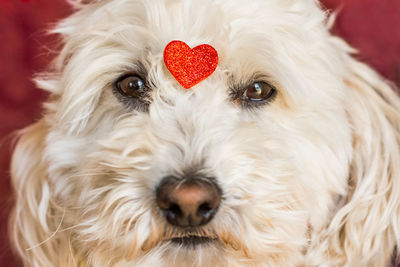 Close-up portrait of dog with heart shape decoration
