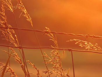 Close-up of stalks against sky during sunset