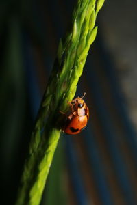 Close-up of ladybug on flower