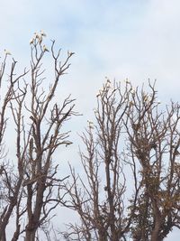 Low angle view of bare tree against sky during winter