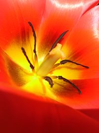 Close-up of orange day lily