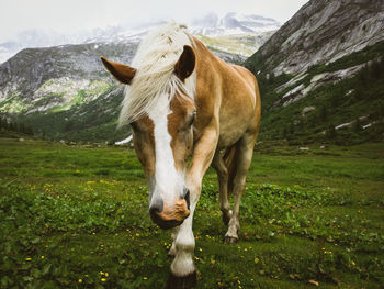 View of a horse on field