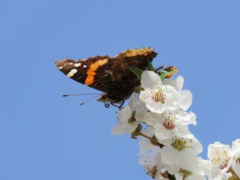 Low angle view of butterfly on flower against clear blue sky