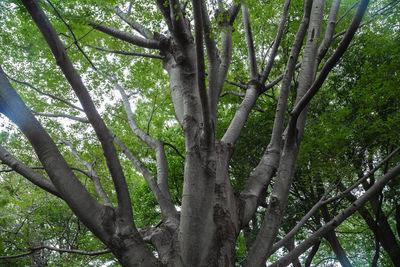 Low angle view of bamboo trees in forest