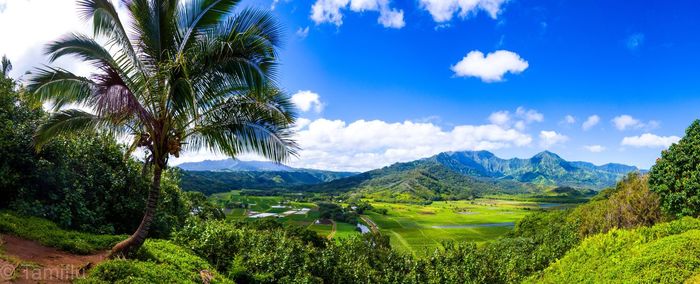 Scenic view of palm trees on field against sky