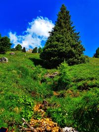 Scenic view of trees growing on field against sky