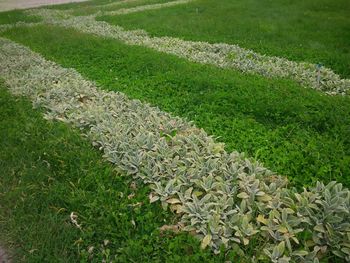 High angle view of footpath amidst field