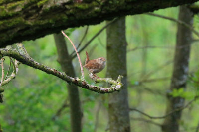 Bird perching on a tree