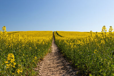 Scenic view of agricultural field against clear sky