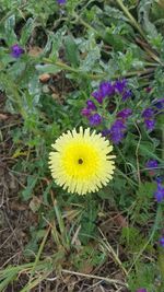 High angle view of yellow flowering plant on field