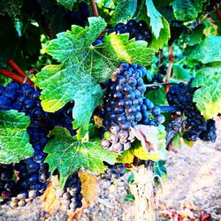 Close-up of grapes growing in vineyard