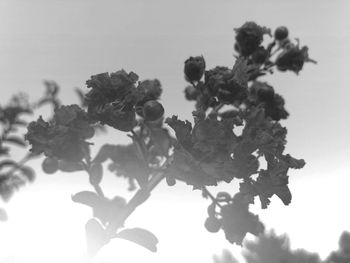 Close-up of flowering plant against sky