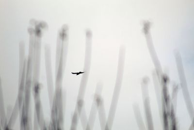 Low angle view of bird flying in sky