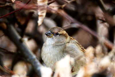 Close-up of bird perching on branch