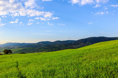 Scenic view of agricultural field against sky