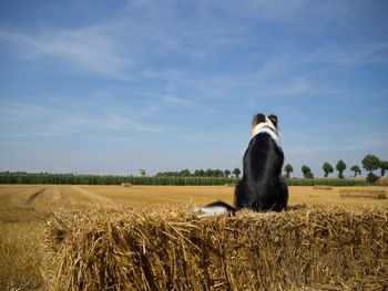 View of horse on field against sky