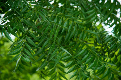 Close-up of pine tree