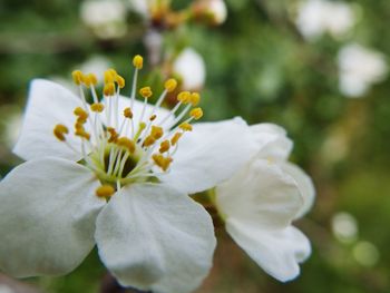 Close-up of white flower