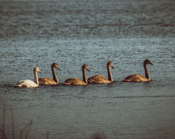 Ducks in a lake