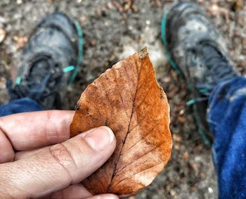 Close-up of leaf