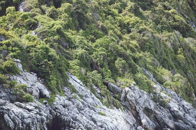 Low angle view of trees