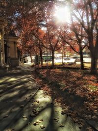 Sun shining through trees