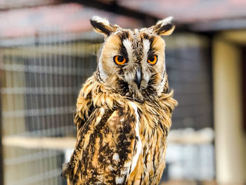 Portrait of owl in cage at zoo