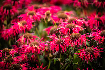 Close-up of flowers blooming outdoors