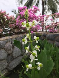 Close-up of flowers blooming outdoors